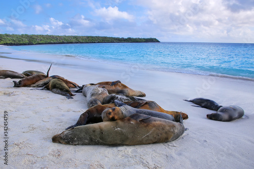 Group of Galapagos sea lions resting on sandy beach in Gardner Bay, Espanola Island, Galapagos National park, Ecuador