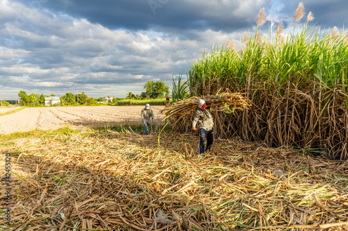 Sugar cane and Workers havesting sugar cane on field at Tay Ninh, Vietnam.