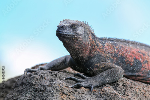 Close view of marine iguana on Espanola Island  Galapagos National park  Ecuador