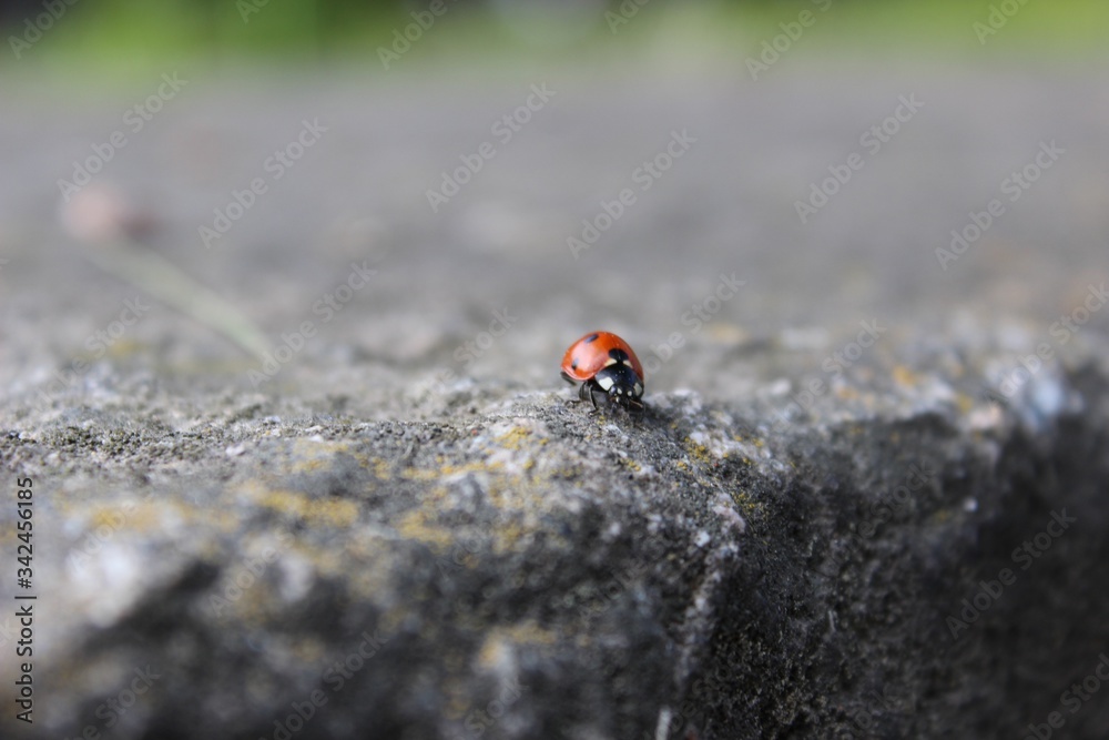 Fototapeta premium ladybird