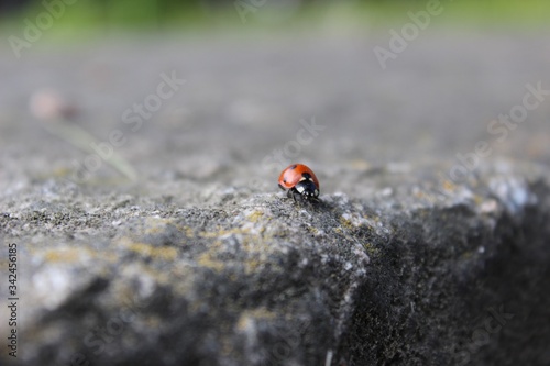 ladybird © sasha