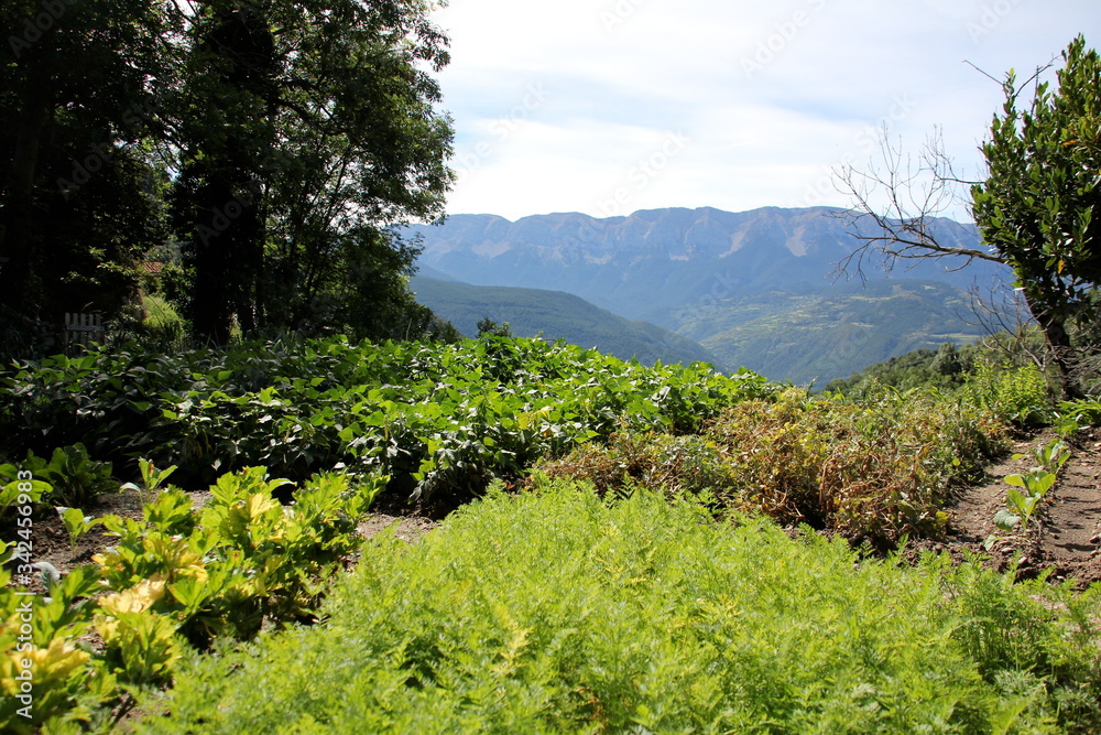 Orchard with different planted vegetables and the mountains of the Cadí in the background
