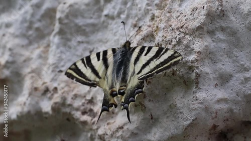 Beautiful butterfly leaning against the stone wall moving with the wind. Butterfly of beautiful yellow and black colors.