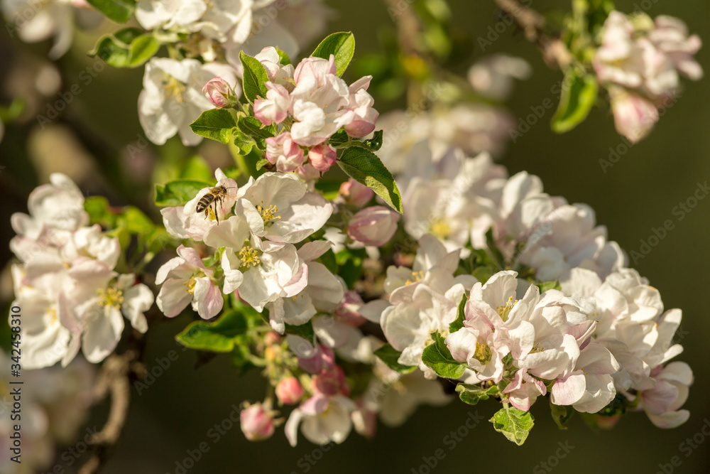 Blossoming apple tree garden in spring with bee Blossoming apple tree garden in spring with bee
