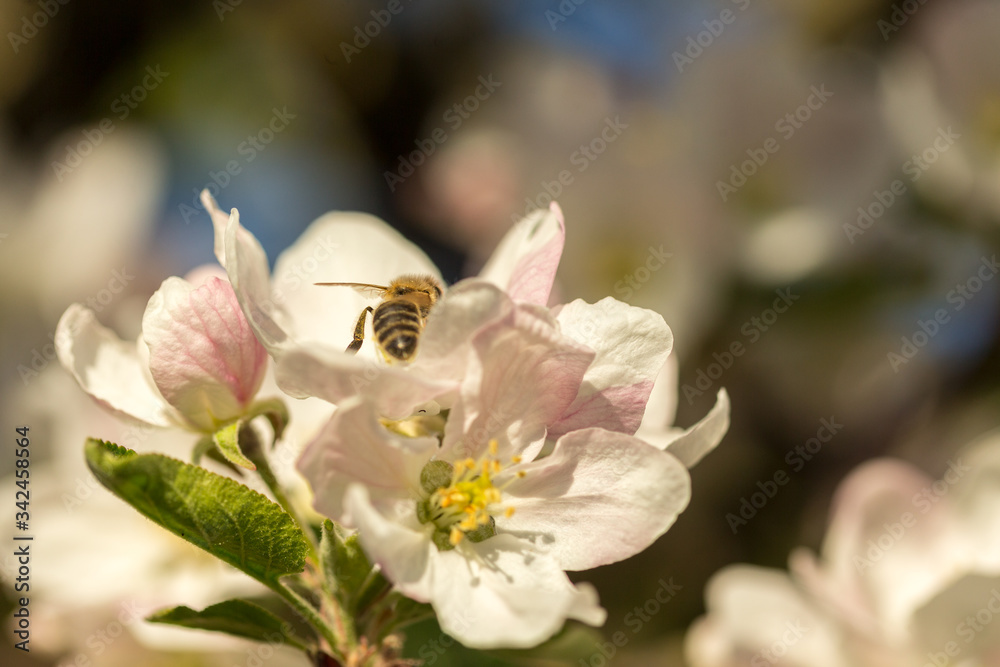 Blossoming apple tree garden in spring with bee Blossoming apple tree garden in spring with bee