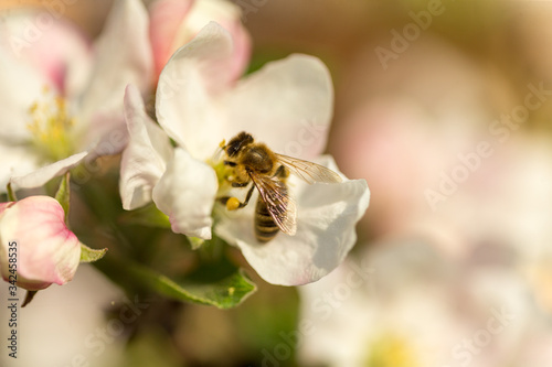 Blossoming apple tree garden in spring with bee