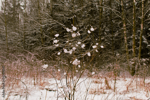 The harsh beauty of snow flowers