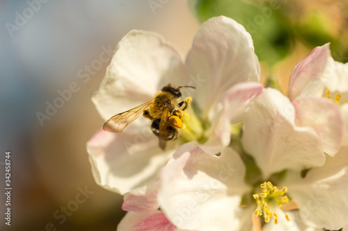 Blossoming apple tree garden in spring with bee