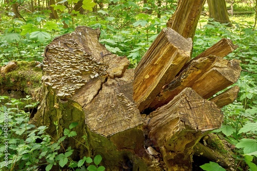 Deadwood rots in the forest