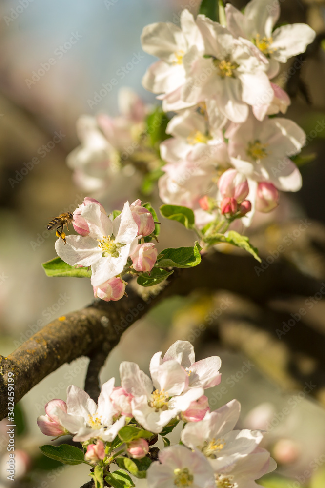Blossoming apple tree garden in spring with bee Blossoming apple tree garden in spring with bee