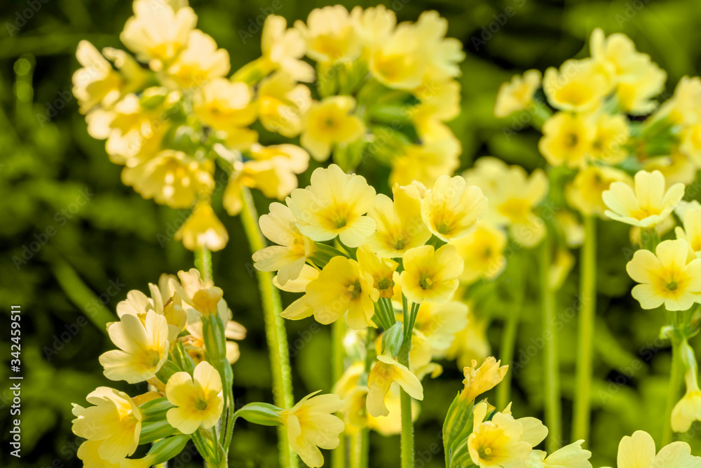 cowslip flowers cowslip flowers