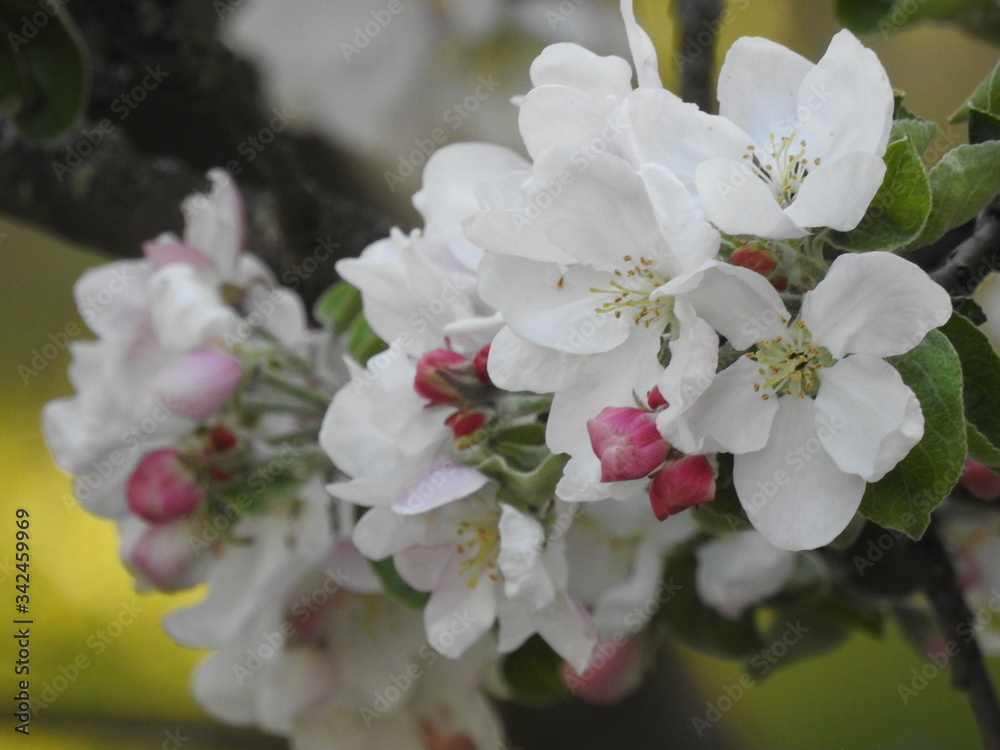Es knistert - Apfelblüte