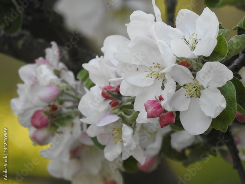 Es knistert - Apfelblüte