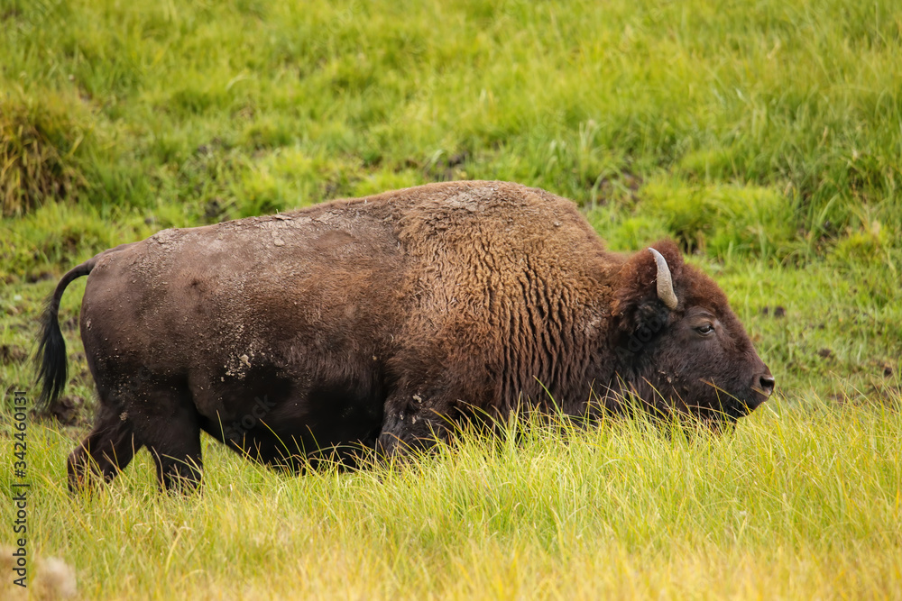 Bison walking in Yellowstone National Park, Wyoming