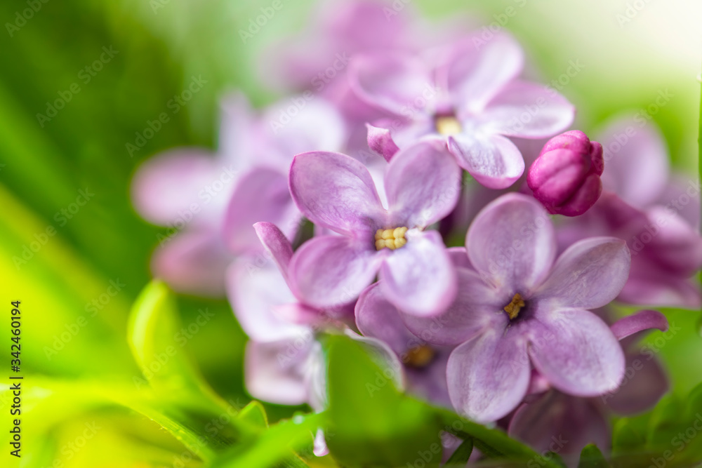 Beautiful close-up lilac flowers on the green bokeh background. Spring flowers. Beautiful close-up lilac flowers on the green bokeh background. Spring flowers.