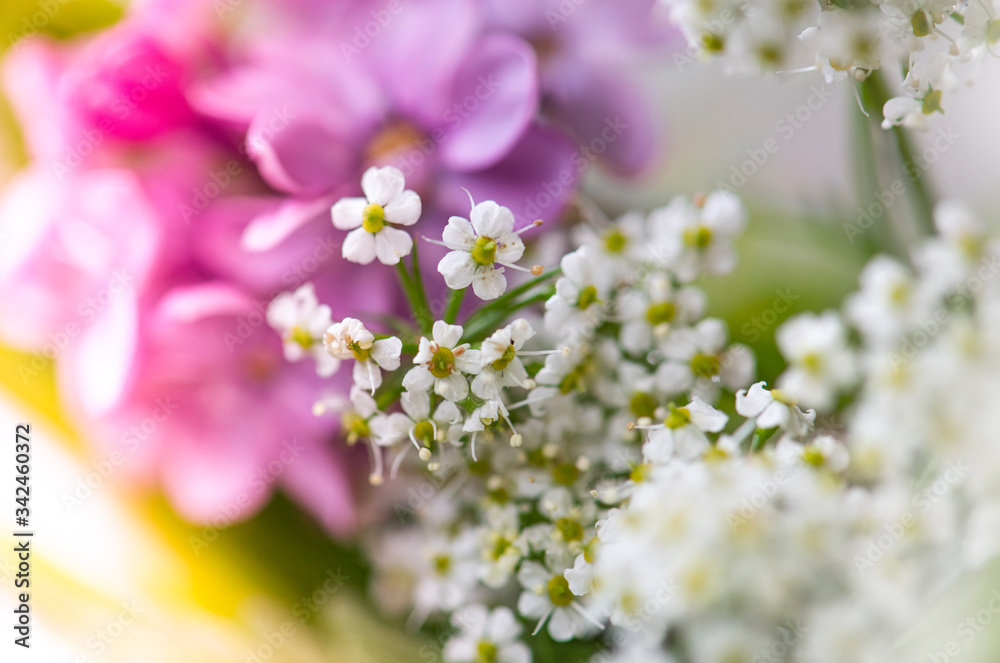 Beautiful close up spring flowers on the bokeh background. Nature wallpaper. Beautiful close up spring flowers on the bokeh background. Nature wallpaper.