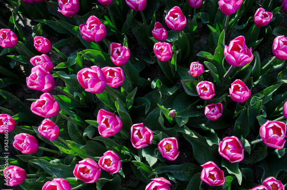 An original creative look on the tulips from above. Spring Pattern-Texture.