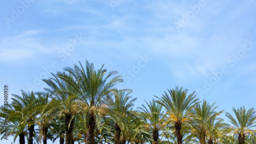 Palm trees against blue sky, Tel Aviv, Israel