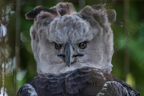 Portrait of Harpy eagle (Harpia harpyja) proudly looking forward photo