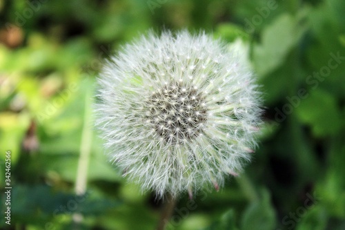 dandelion on green background