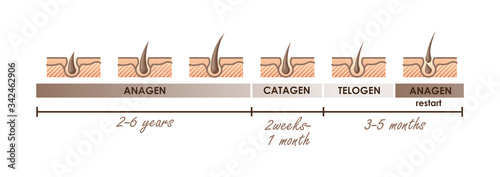 Hair growth phases. Normal hair cycle. Vector illustration