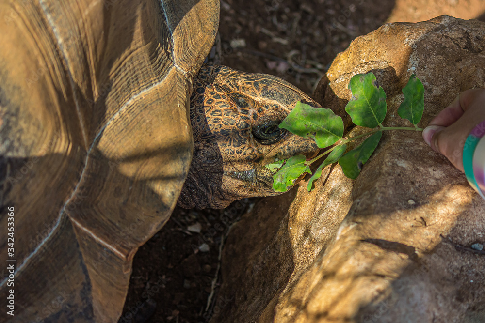 Girl feeds a large elephant tortoise (Chelonoidis elephantopus) with a branch with leaves Girl feeds a large elephant tortoise (Chelonoidis elephantopus) with a branch with leaves