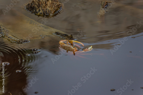 Large land crab (Cardisoma carnifex) sits in a pond and looks around © DmitriiK