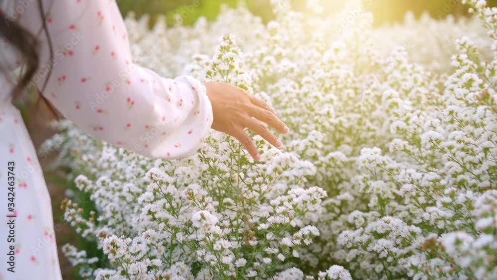 A woman's hand is walking and a hand holding a white flower in the flower field in the evening light