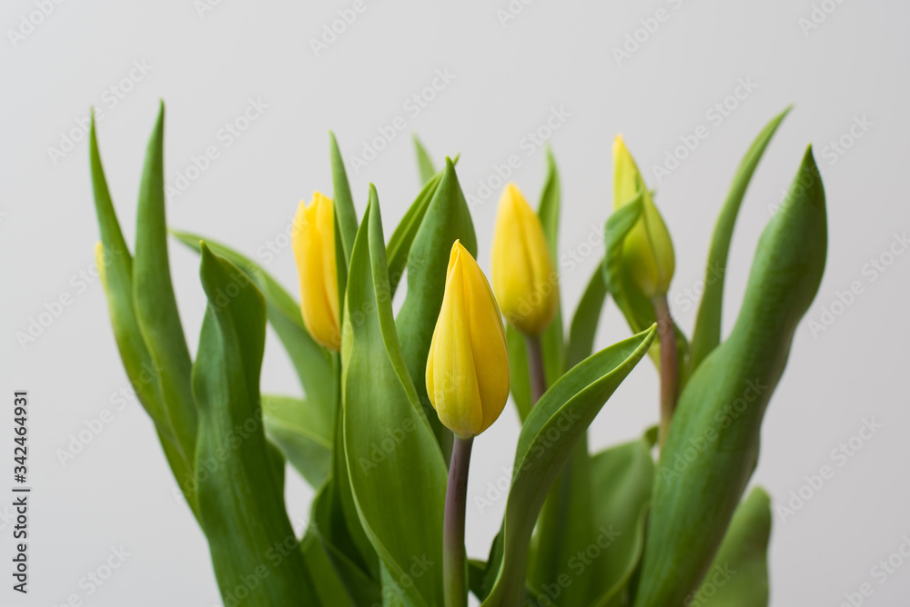 Naklejka premium Bukiet żółtych tulipanów