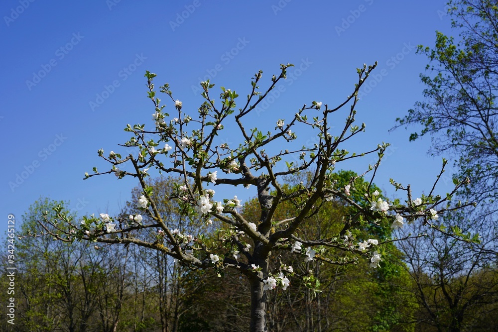Sonniger Apfelbaum in Blüte an den Karower Teichen in Berlin Sonniger Apfelbaum in Blüte an den Karower Teichen in Berlin