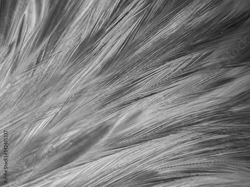 Beautiful abstract white and black feathers on white background and soft white feather texture on white pattern and dark background, gray feather background, black banners © Weerayuth