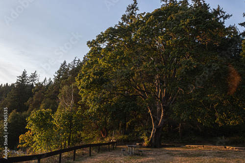 sunlight streaming through the trees near sunset