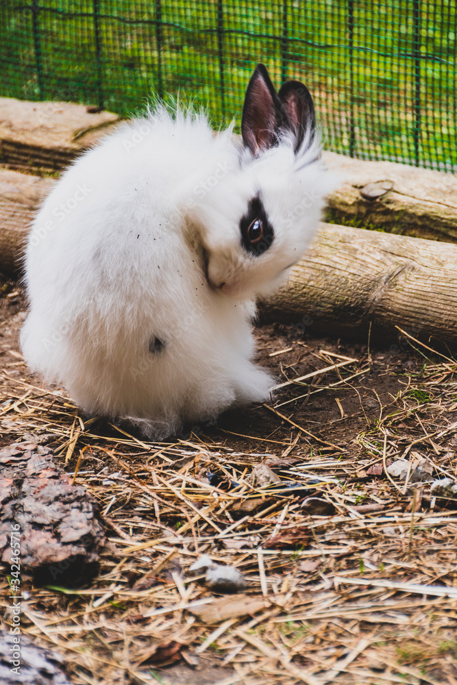adorable white bunny with a black spot on the eye while washing