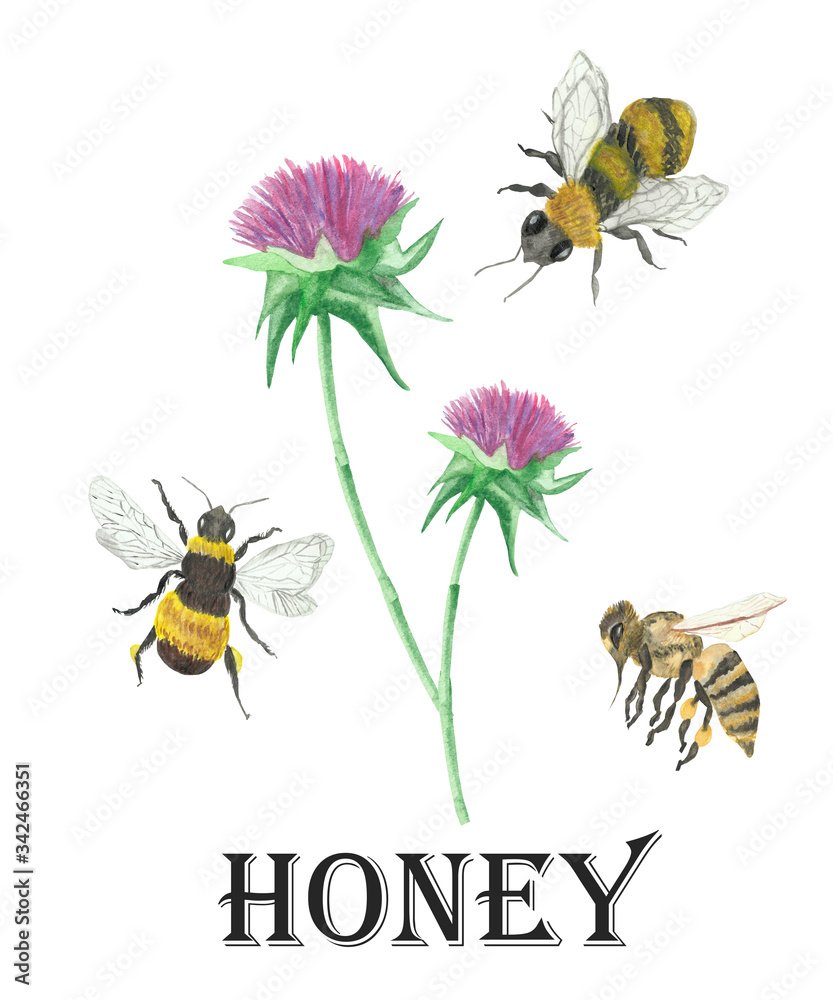 Watercolor hand painted nature wild insect and plant composition with yellow black three flying bees and pink milk thistle flower on green stem with honey text on the white background