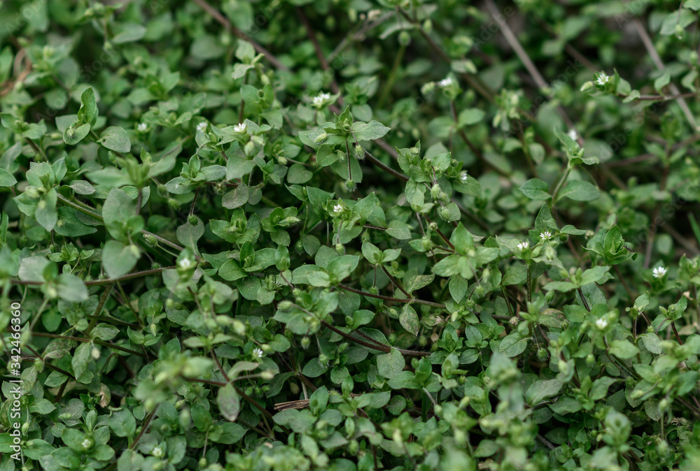 texture background with green plants
texture background with green plants