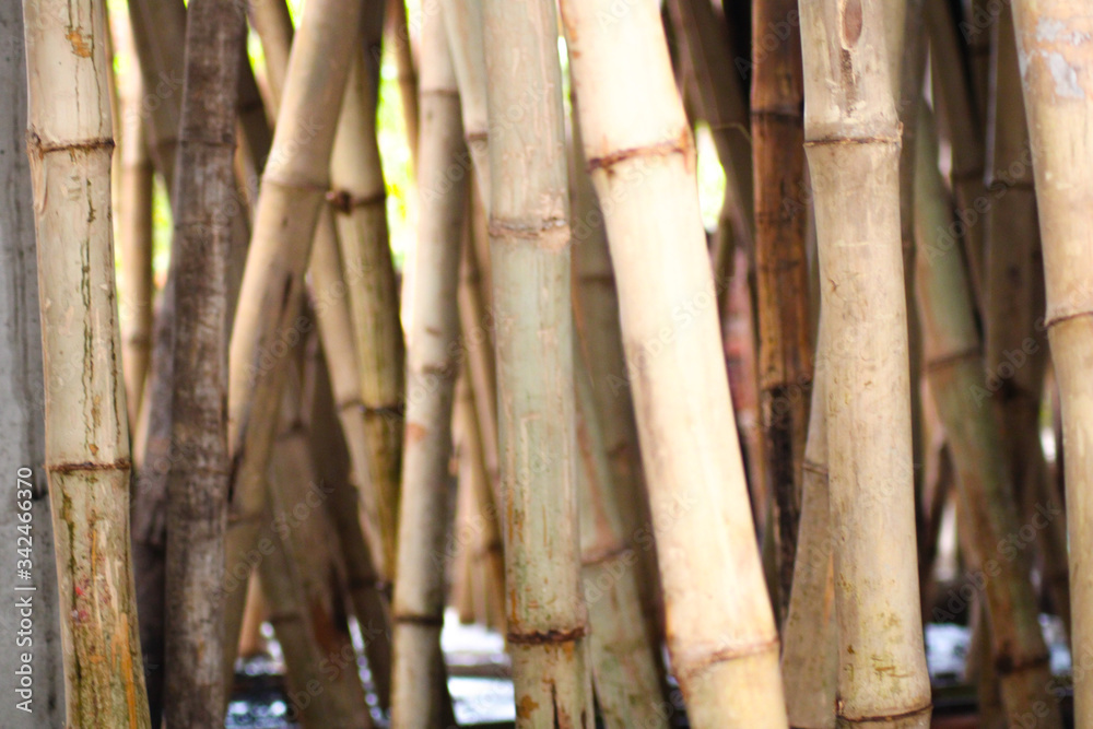 Blur bumboo close shot 