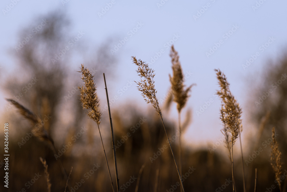 Fototapeta premium Reeds at sunset.