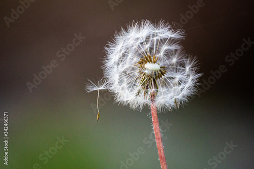 Dandelion close up macro photo with depth of field.