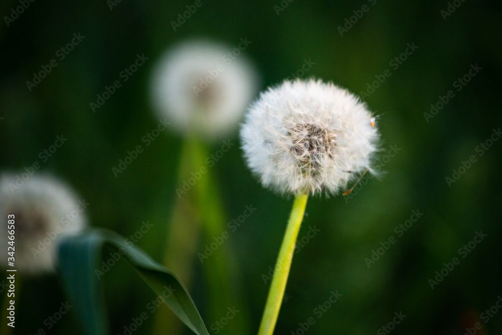 Dandelion close up macro photo with depth of field. Dandelion close up macro photo with depth of field.