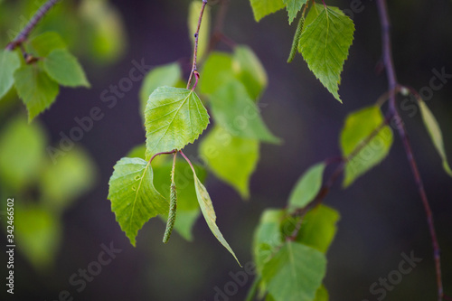 Close up macro photo from Birch leaves and it's flower.