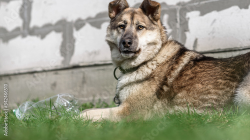 portrait of german shepherd dog