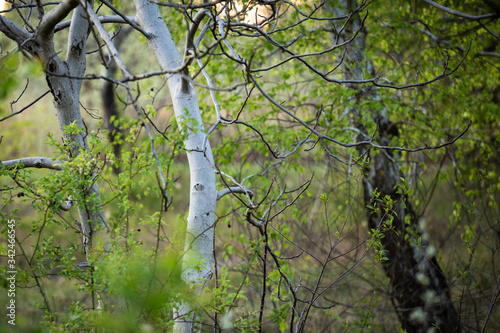 Amond spring trees before sunset.