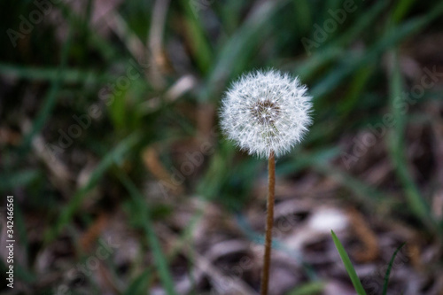 Dandelion close up macro photo with depth of field.