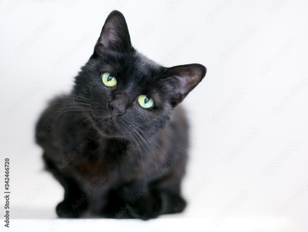 A black domestic shorthair cat sitting in a crouched position, looking at the camera with a head tilt and curious expression