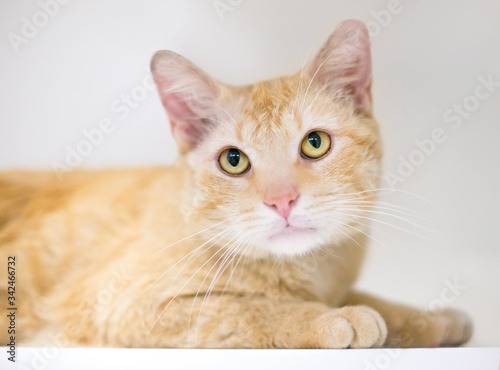 A young orange tabby domestic shorthair cat in a relaxed position