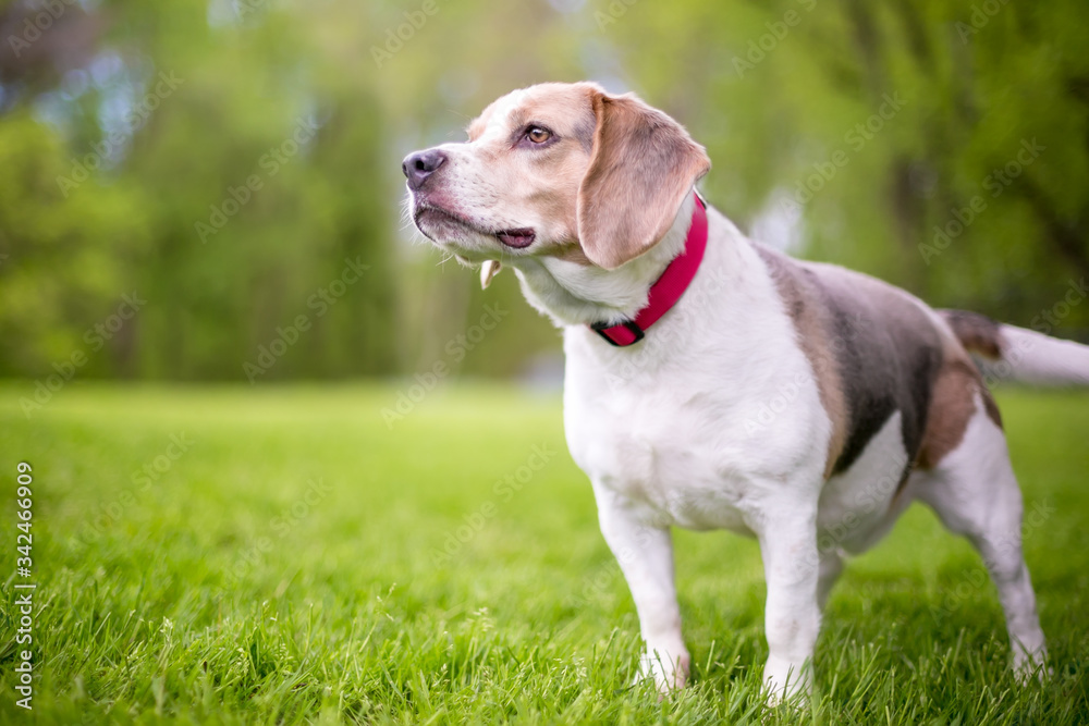 A Beagle dog wearing a red collar standing outdoors
