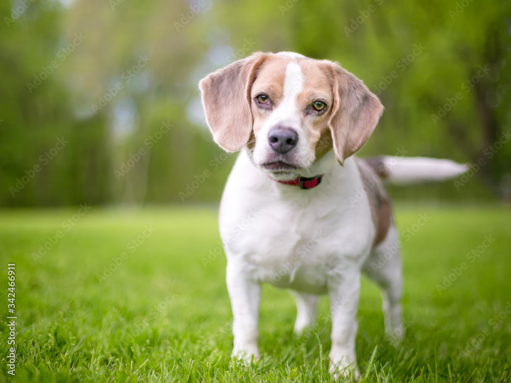 A Beagle dog wearing a red collar standing outdoors A Beagle dog wearing a red collar standing outdoors