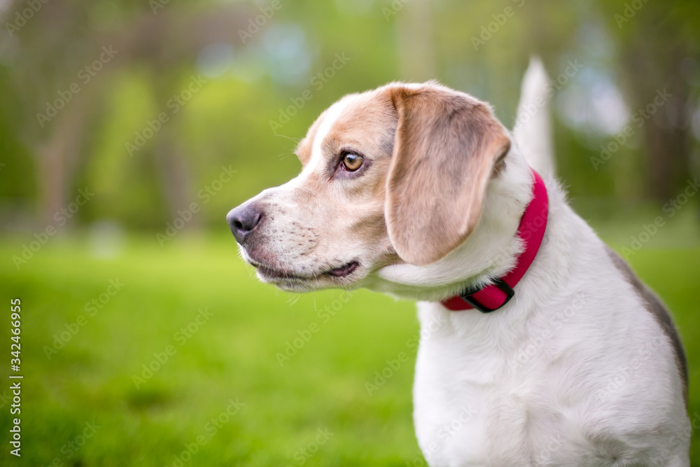 Profile of a Beagle dog wearing a red collar standing outdoors