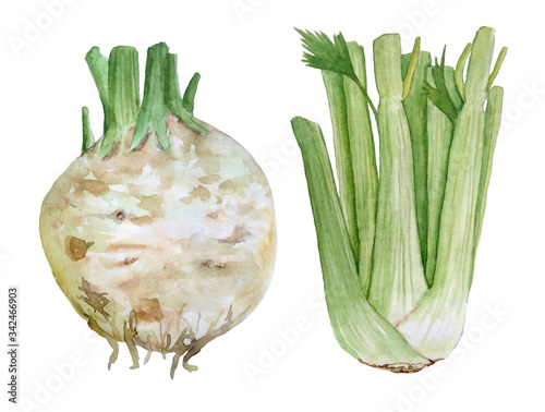 watercolor hand drawn illustration tasty vegetable green celery Apium Pascal stems leaves celeriac root healthy organic vegetarian nutrition ingredient for kitchen textile juice package food labels photo