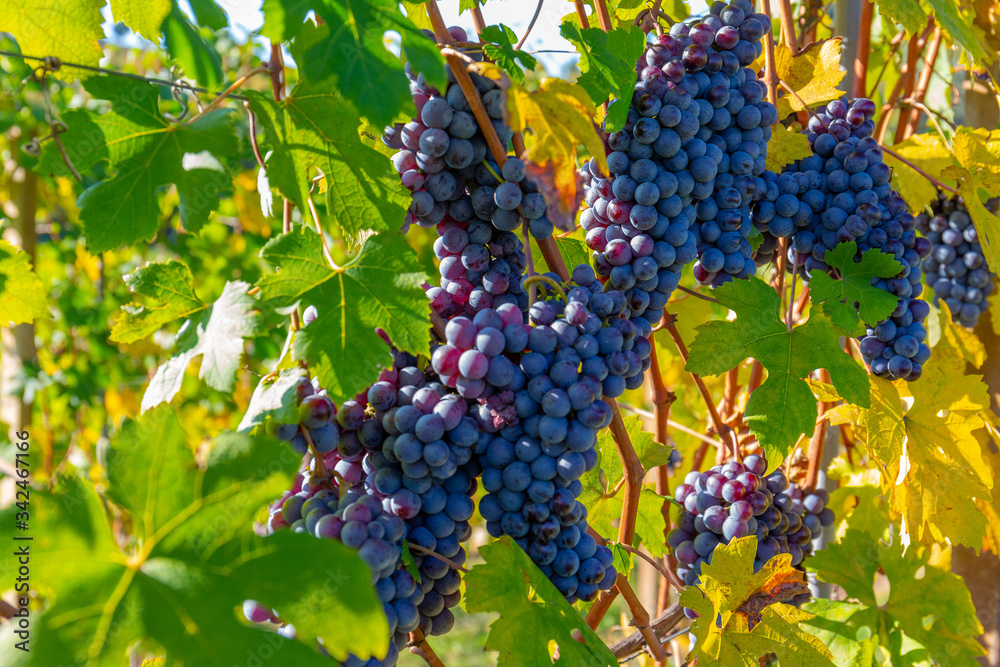 Close up of a bunch of grapes in Burgundy region, France